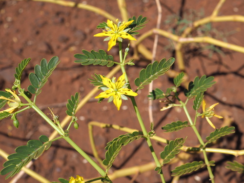Tribulus platypterus (Tribulus platypterus)