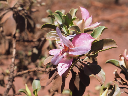 burra (Eremophila fraseri)