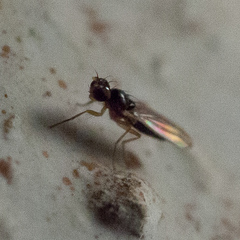 Mumetopia occipitalis