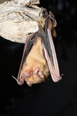 Lasiurus xanthinus