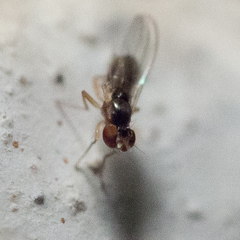 Mumetopia occipitalis