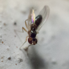 Mumetopia occipitalis