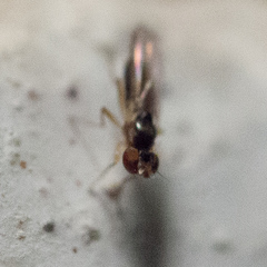 Mumetopia occipitalis