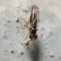 Mumetopia occipitalis