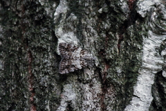 Catocala duplicata