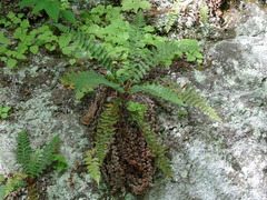 Dryopteris fragrans image