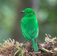 Chlorochrysa phoenicotis