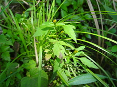 Bidens discoidea