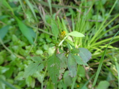 Bidens discoidea