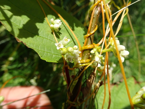 Acadian Dodder (Cuscuta acadiana)