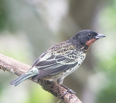 Ixothraupis rufigula