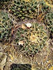 Mammillaria magnimamma