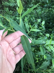 Persicaria robustior