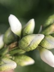 Persicaria robustior