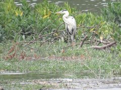 Ardea cinerea
