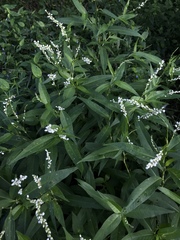 Persicaria robustior