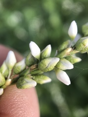 Persicaria robustior