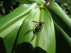 Neocorynura