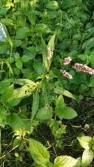 Angiospermae