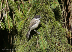 Poecile palustris