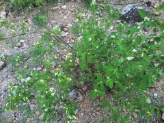 Lippia graveolens