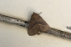 Quasithosea obliquistriga