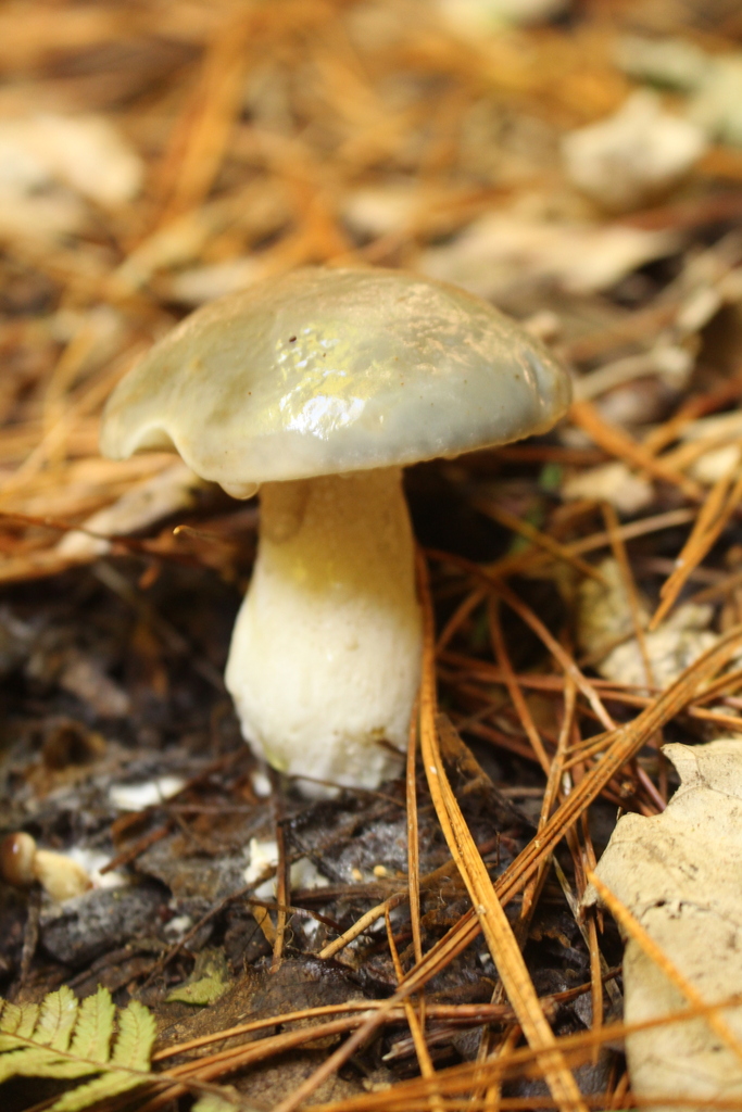 Suillus pungens · April 2025 · photo: © esthercocker_ (iNaturalist, cc0)