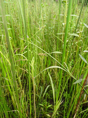 Zizania aquatica var. brevis