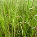 Eastern Wild Rice - Photo (c) Sean Blaney, some rights reserved (CC BY-NC), uploaded by Sean Blaney