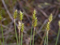 Carex exilis