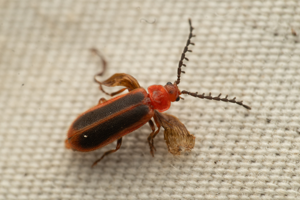 Ginglymocladus discoidea