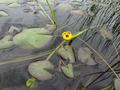 Nuphar microphylla
