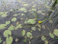 Nuphar microphylla