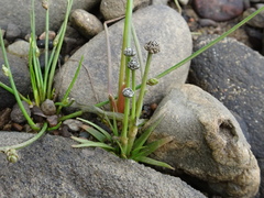 Eriocaulon parkeri