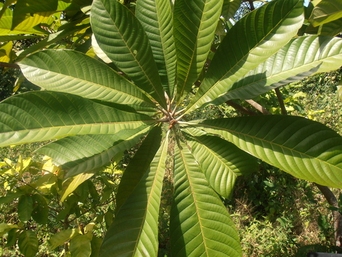 Pouteria sapota