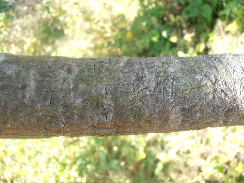 Image of Pouteria sapota by (c) Desiree L. Narango, some rights reserved (CC BY)