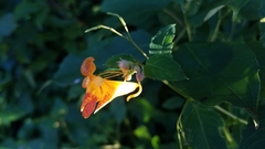 Impatiens capensis