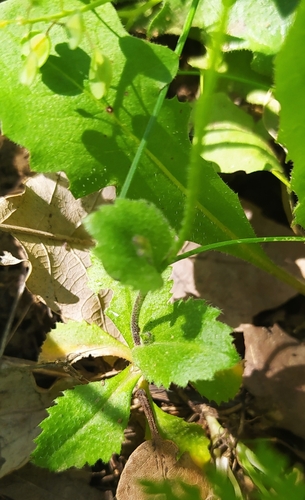spring cress