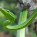 Vine Snakes - Photo (c) Geoff Gallice, some rights reserved (CC BY)