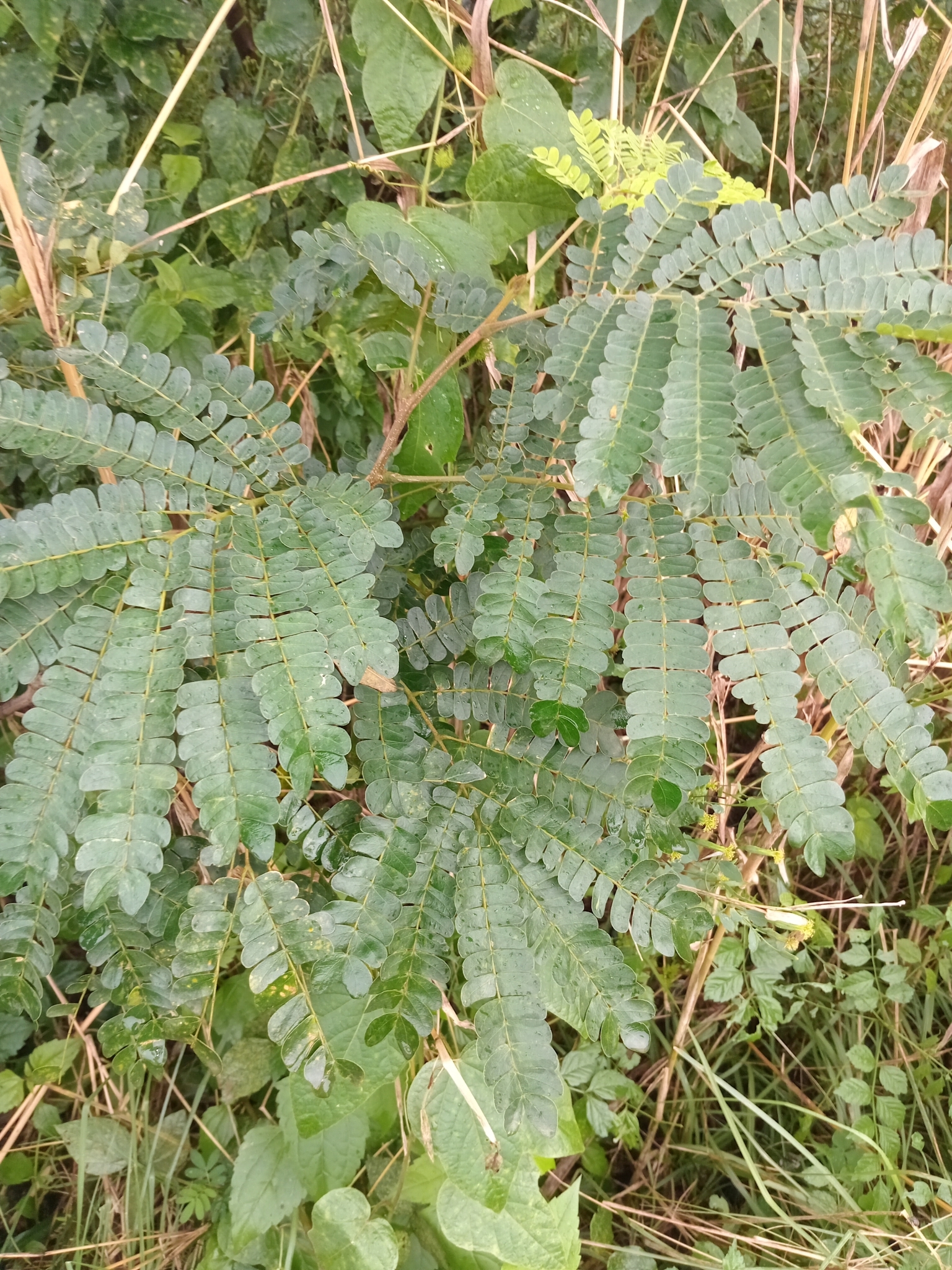 Imagem de Albizia