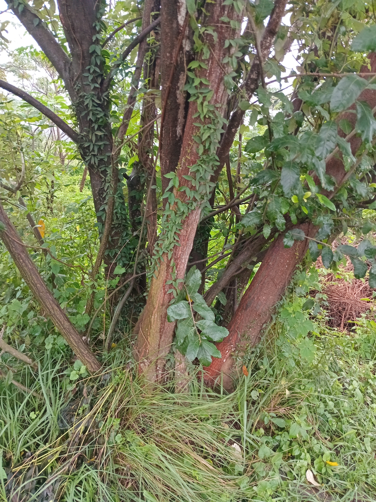 Imagem de Albizia