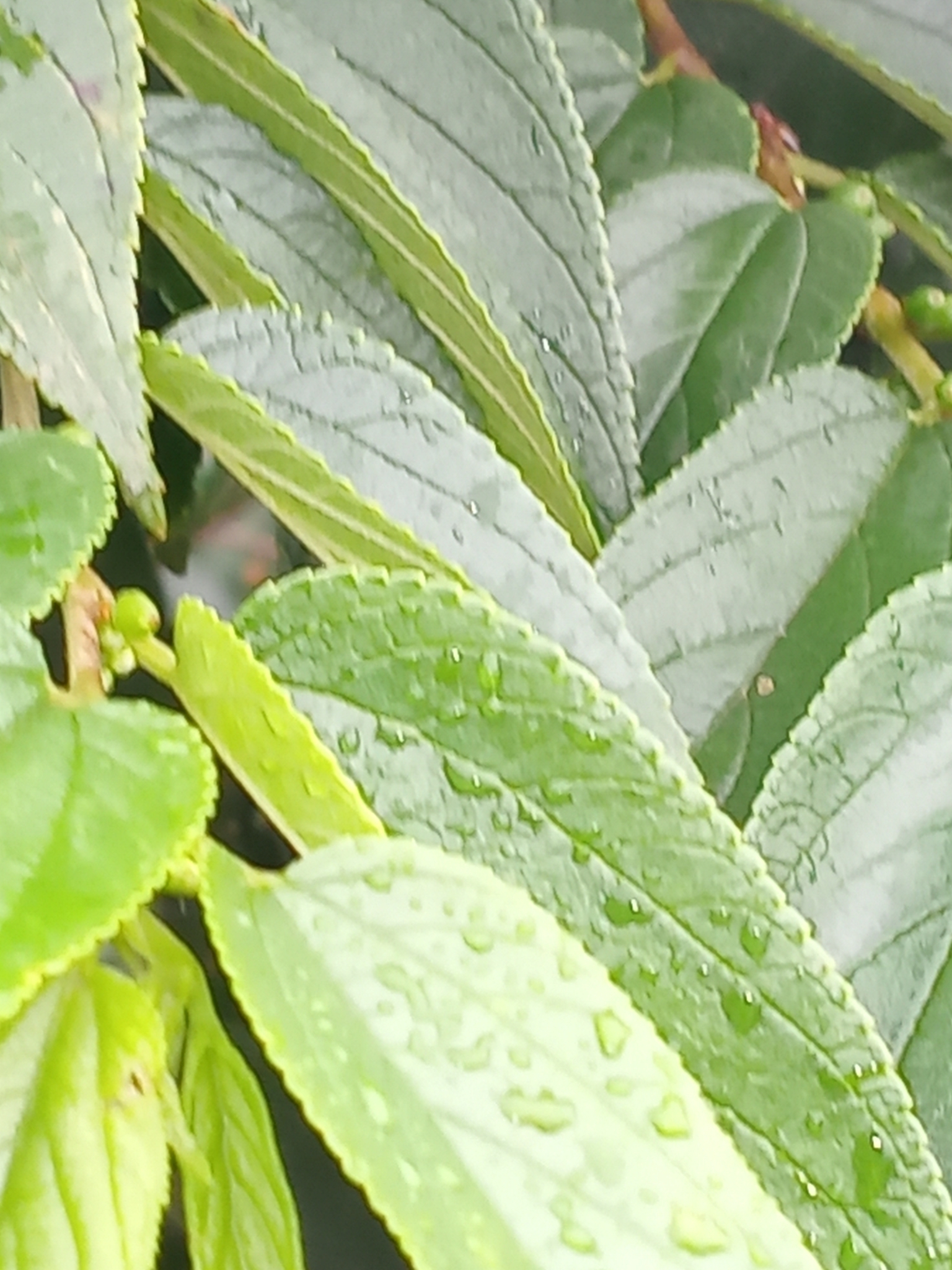 Imagem de Albizia