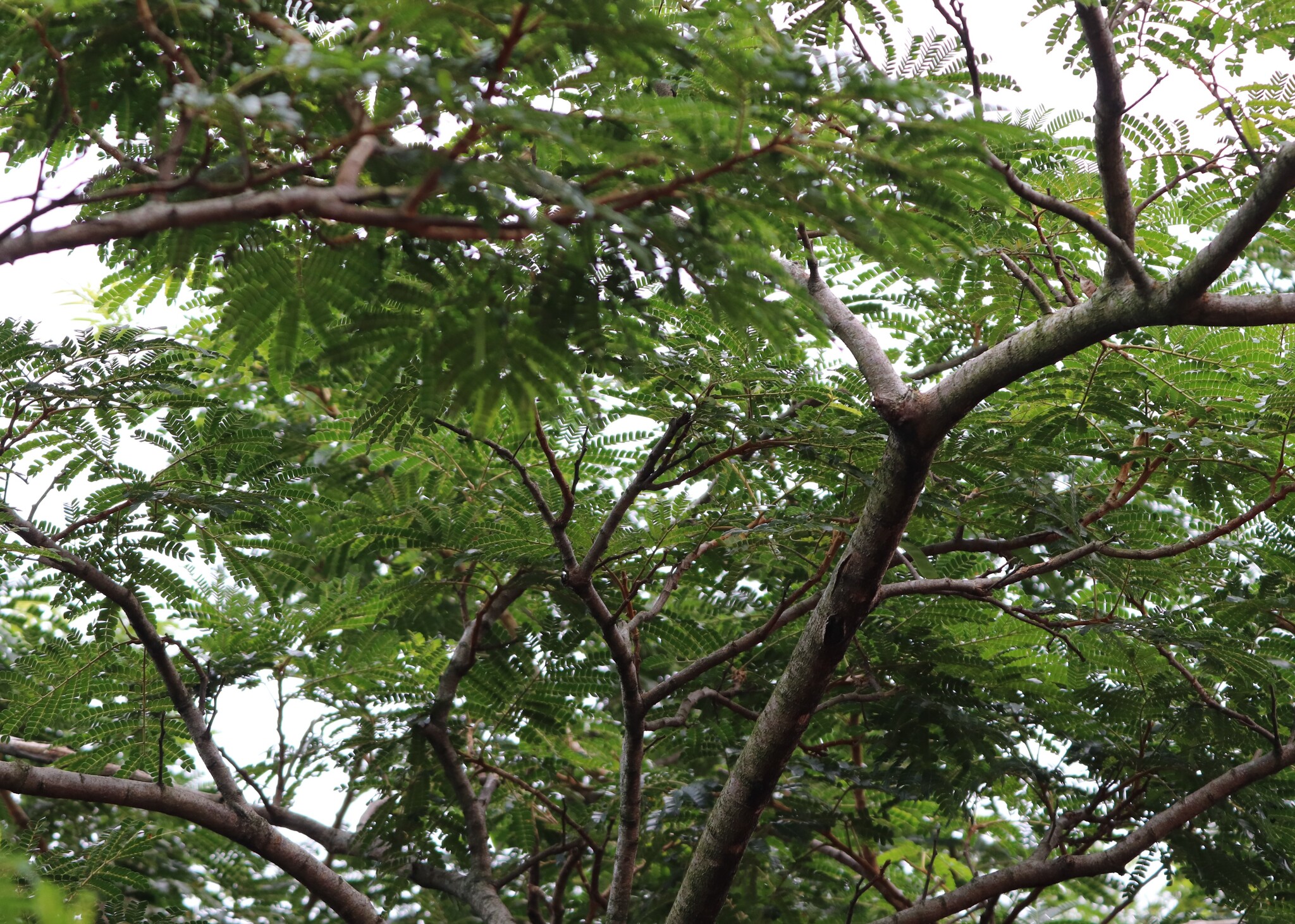 Imagem de Albizia