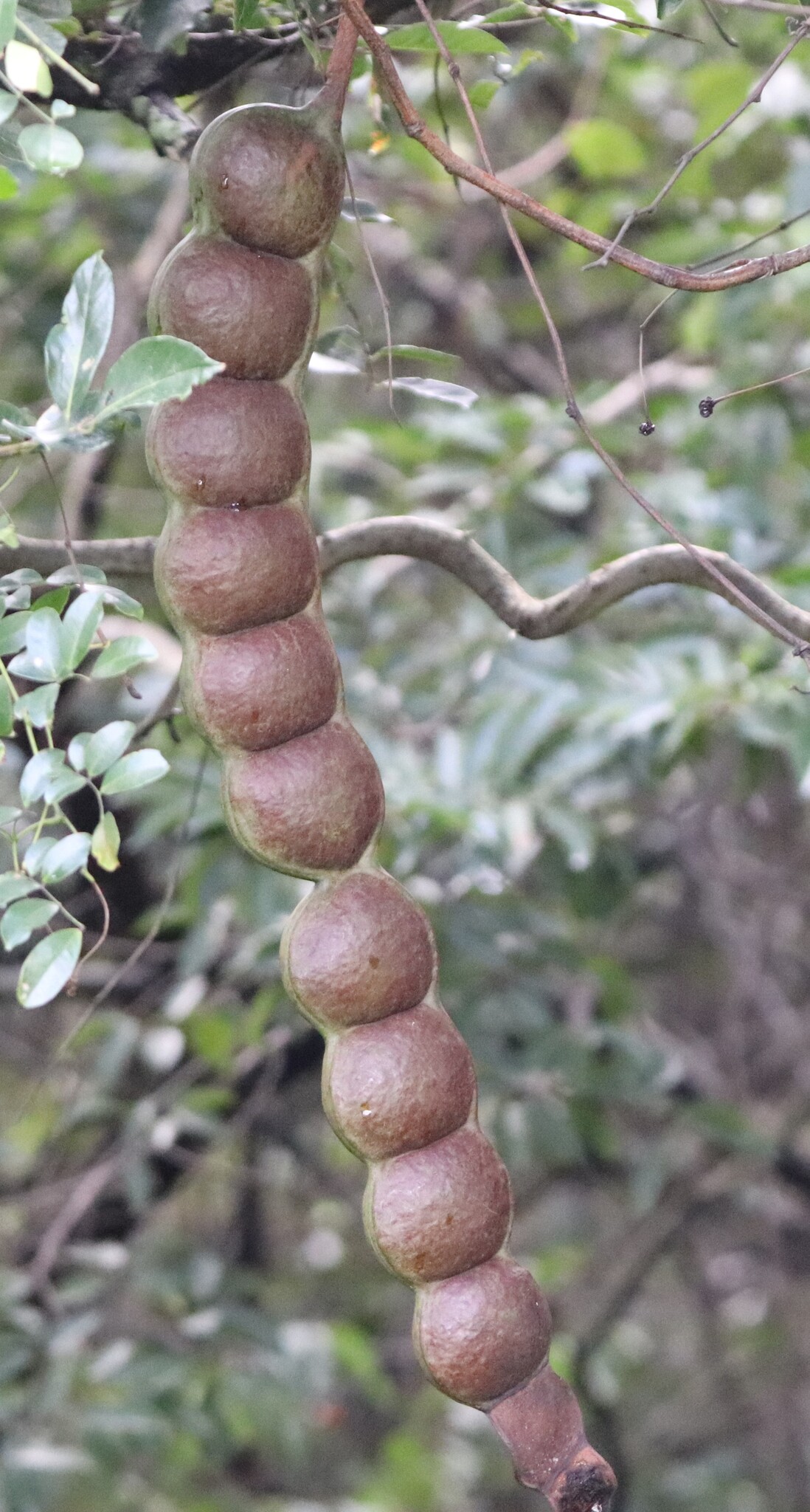 Imagem de Sementes-de-macaco