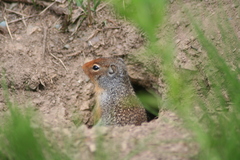 Columbian Ground Squirrel photo 2