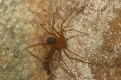 Loxosceles yucatana