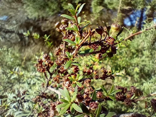 Image of Kunzea robusta by (c) John Barkla, some rights reserved (CC BY)