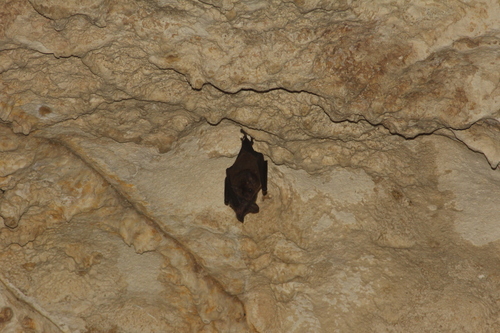 Merriam's Long-tongued Bat