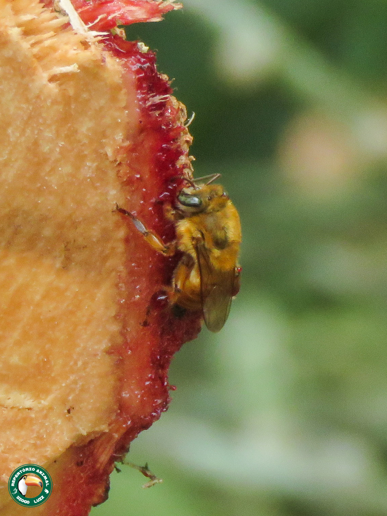 Yellow Urucu Bee