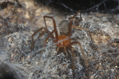 Loxosceles yucatana